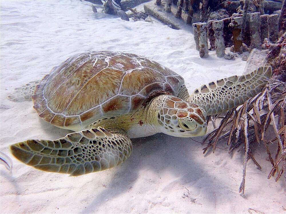 Green turtle (Chelonia mydas), Nursery dive site, Tavernier, Florida Keys, Florida, USA, North America