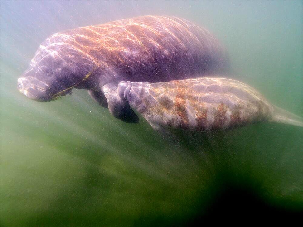 A round-tailed manatee (Trichechus manatus) suckles her young, Crystal River dive site, Florida, USA, North America