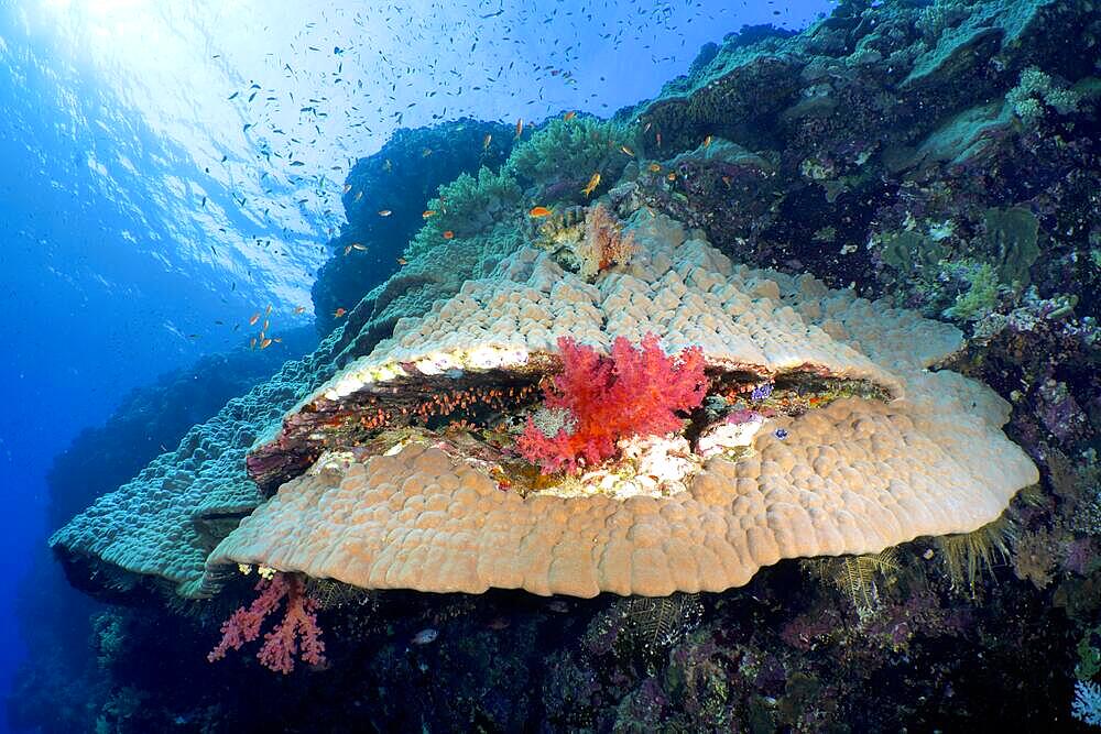 Mountain coral (Porites lutea), Daedalus Reef dive site, Egypt, Red Sea, Africa