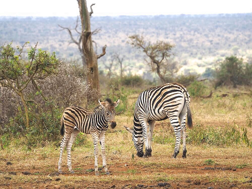 Burchell's zebra (Equus quagga burchellii) with foal, Kruger National Park, South Africa, Africa