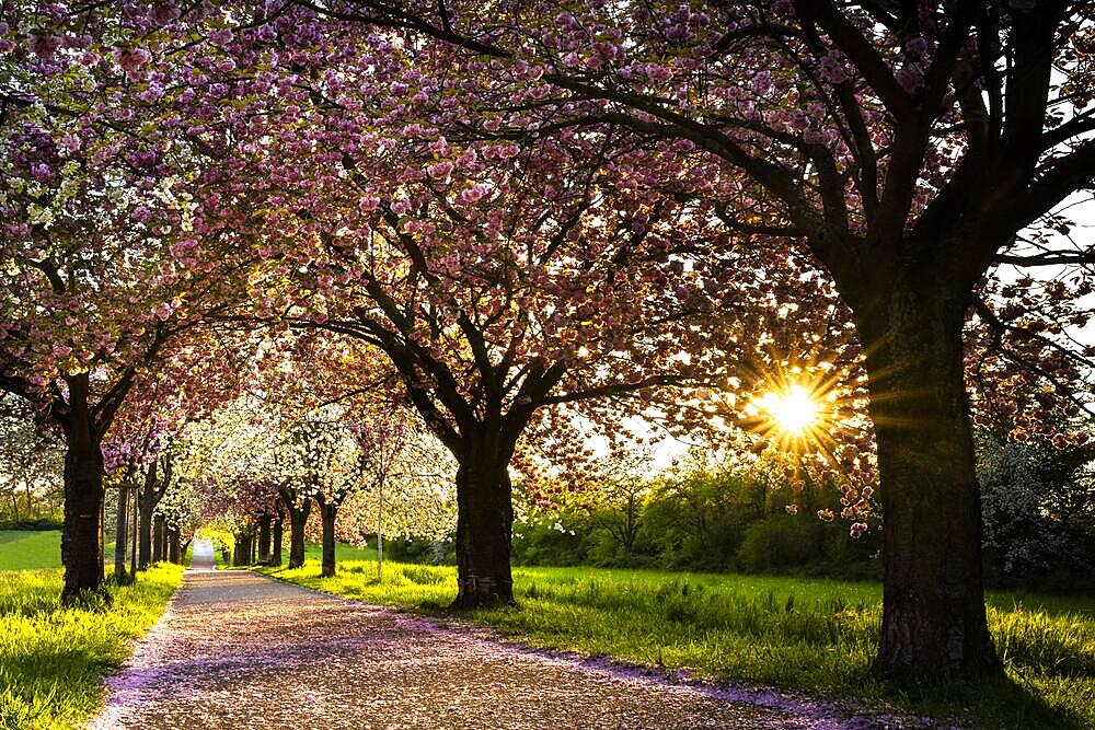 An avenue in spring with white and pink blossoming cherry trees, in the evening with sun star, Plankstadt, Baden-Wuerttemberg, Germany, Europe