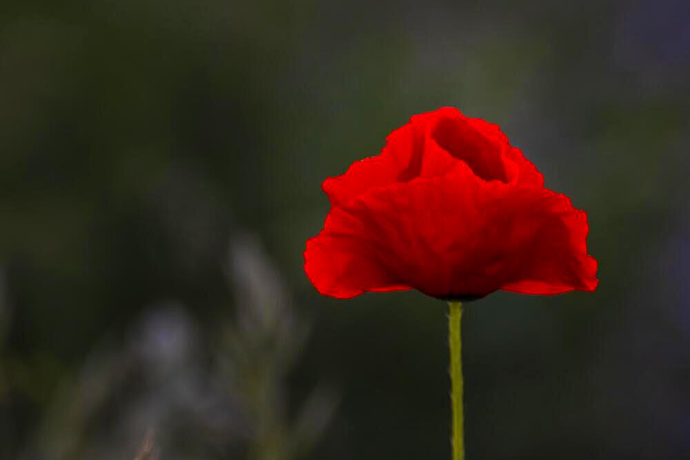 A red poppy (Papaver) in the evening