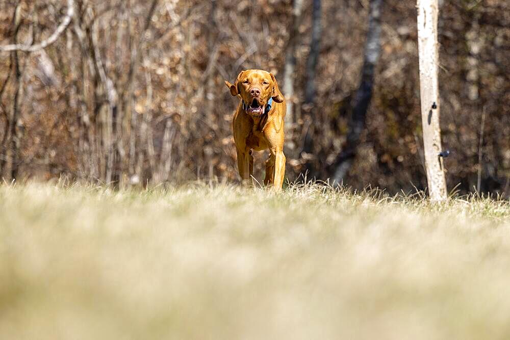 Roevidszoru Magyar Vizsla, Hungarian short-haired pointing dog, galloping over dry meadow, Laufmatt, Basel-Landschaft, Switzerland, Europe