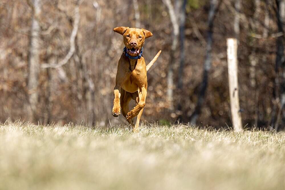 Roevidszoru Magyar Vizsla, Hungarian short-haired pointing dog, galloping over dry meadow, Laufmatt, Basel-Landschaft, Switzerland, Europe