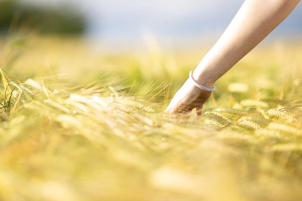 A girl's hand strokes through a field of grain on a sunny warm day