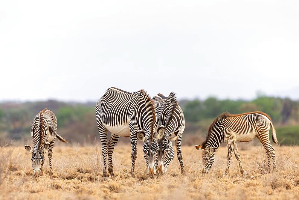 Group of Grevy's zebras (Equus grevyi) standing in the savannah, Samburu National Reserve, Kenya, Africa