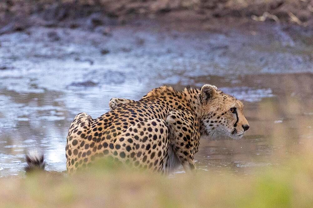 Cheetah (Acinonyx jubatus), at the waterhole, Masai Mara NP, Kenya, Africa