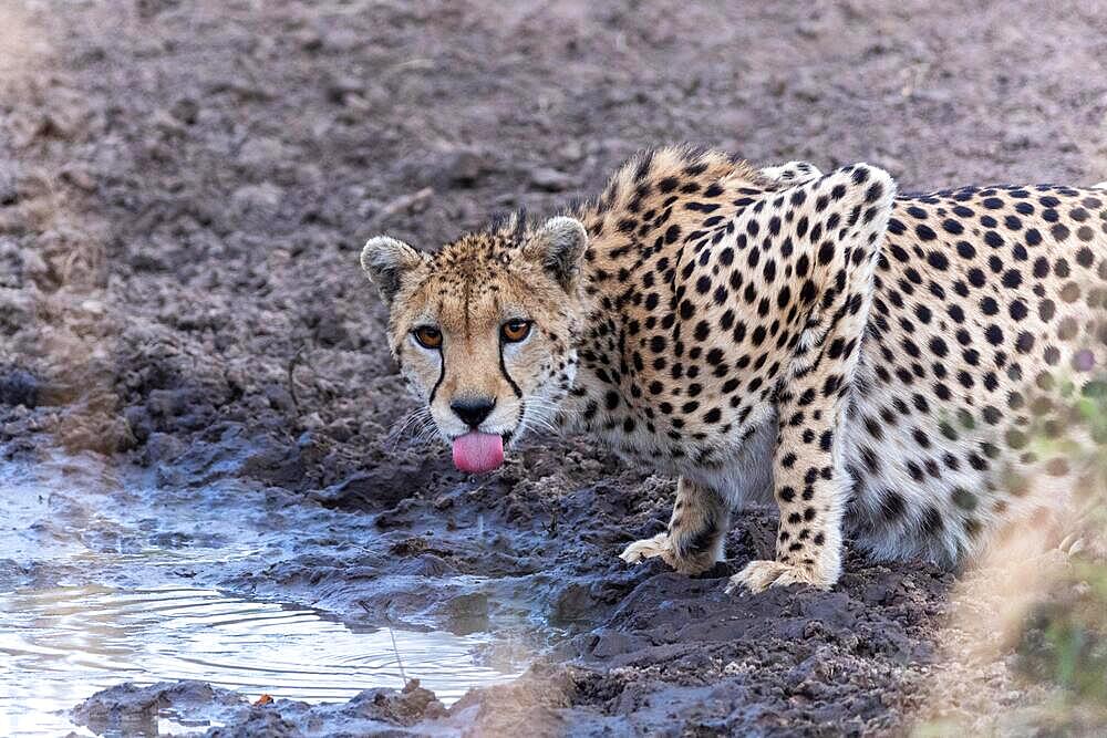 Cheetah (Acinonyx jubatus), drinking at waterhole, Masai Mara NP, Kenya, Africa