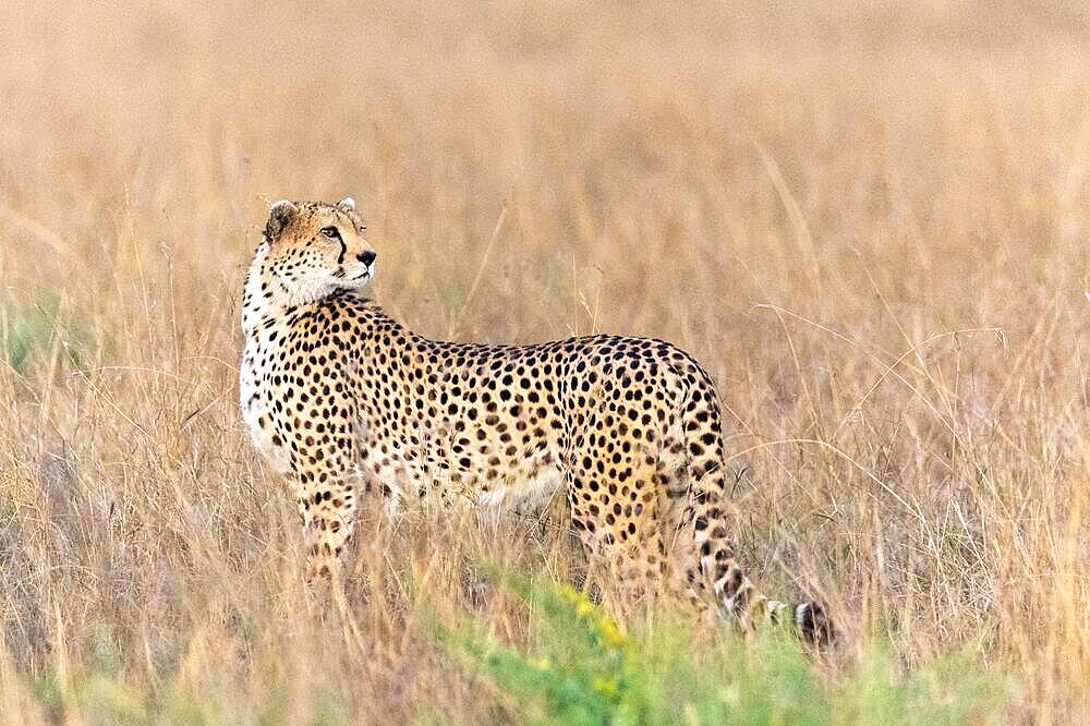 Cheetah (Acinonyx jubatus), standing in withered grass, Masai Mara NP, Kenya, Africa