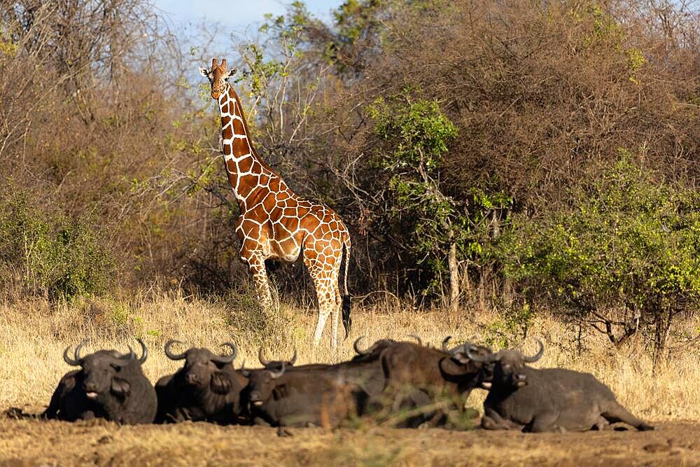 Reticulated giraffe (Giraffa camelopardalis) standing behind a group of resting african buffalo (Syncerus caffer), group, Meru National Park, Kenya, Africa