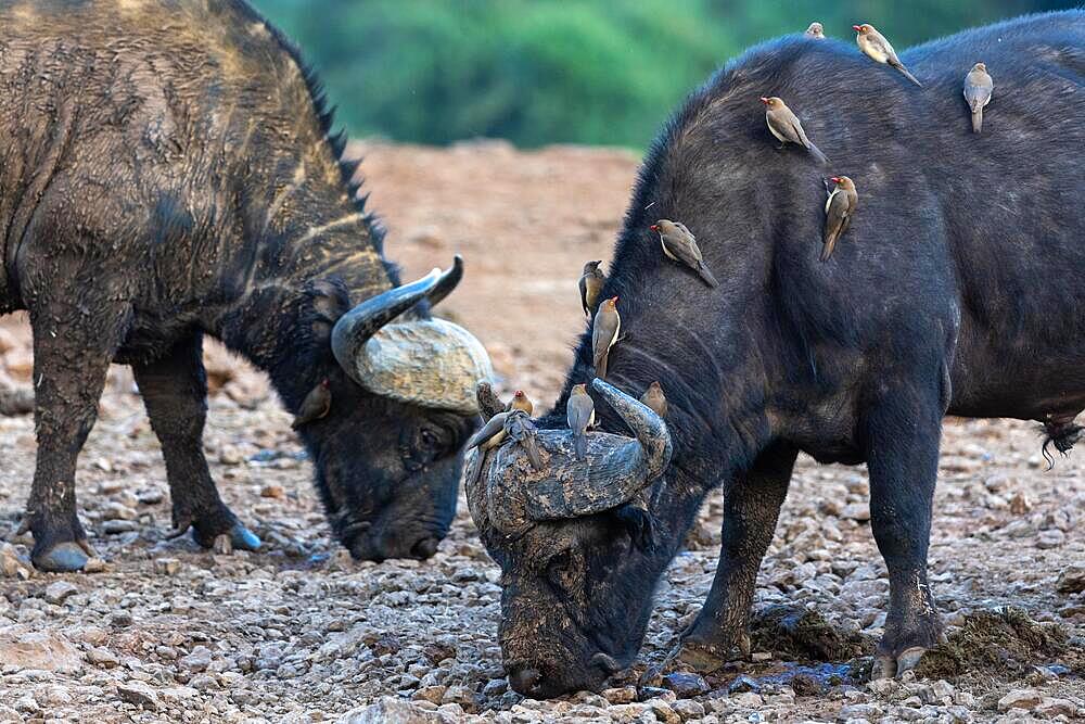 African buffalo (Syncerus caffer) picks up minerals, oxpecker (Buphagus), oxpecker starlings, Ark Lodge, Kabage, Kenya, Africa