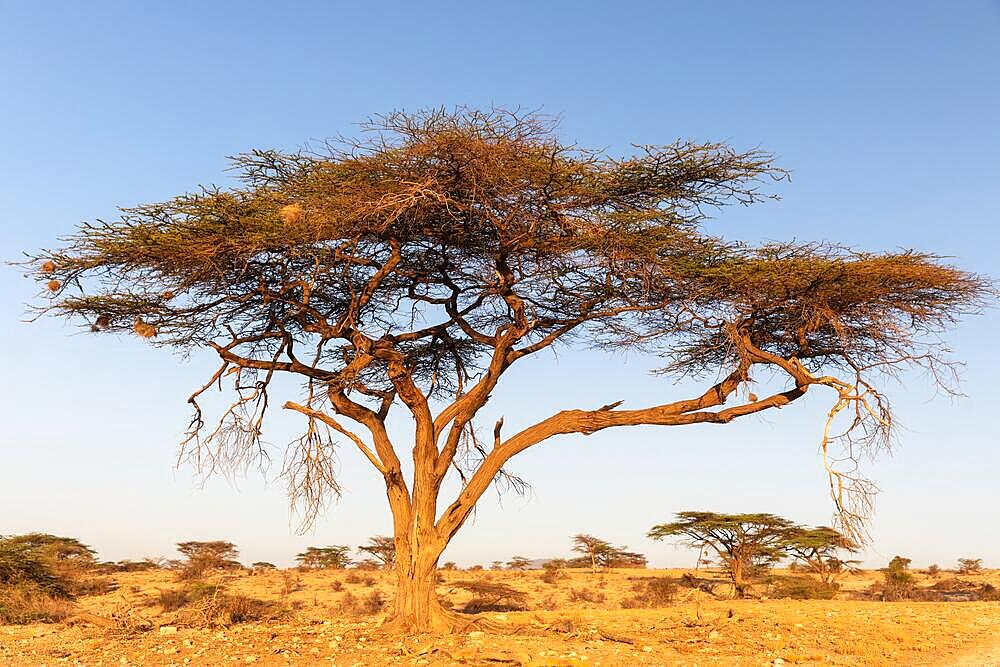 Tree in the savannah, Samburu National Reserve, Kenya, Africa