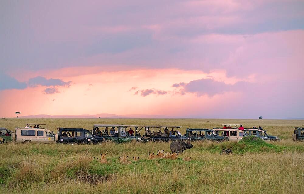 Lion (Panthera leo) pride surrounds a buffalo, Maasai Mara Game Reserve, Kenya, Africa