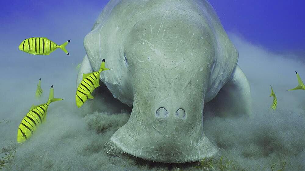 Frontal portrait of Sea Cow (Dugong dugon) or Dugong accompanied by school of Golden trevally (Gnathanodon speciosus) fish feeding Smooth ribbon seagrass, Red sea, Egypt, Africa