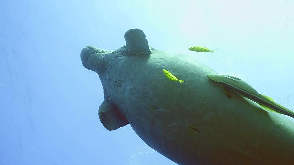 Sea Cow (Dugong dugon) or Dugong with Remorafish on its belly swims up to surface in blue water, school of Golden Trevally (Gnathanodon speciosus) fish accompany it, Bottom view, Red sea, Egypt, Africa