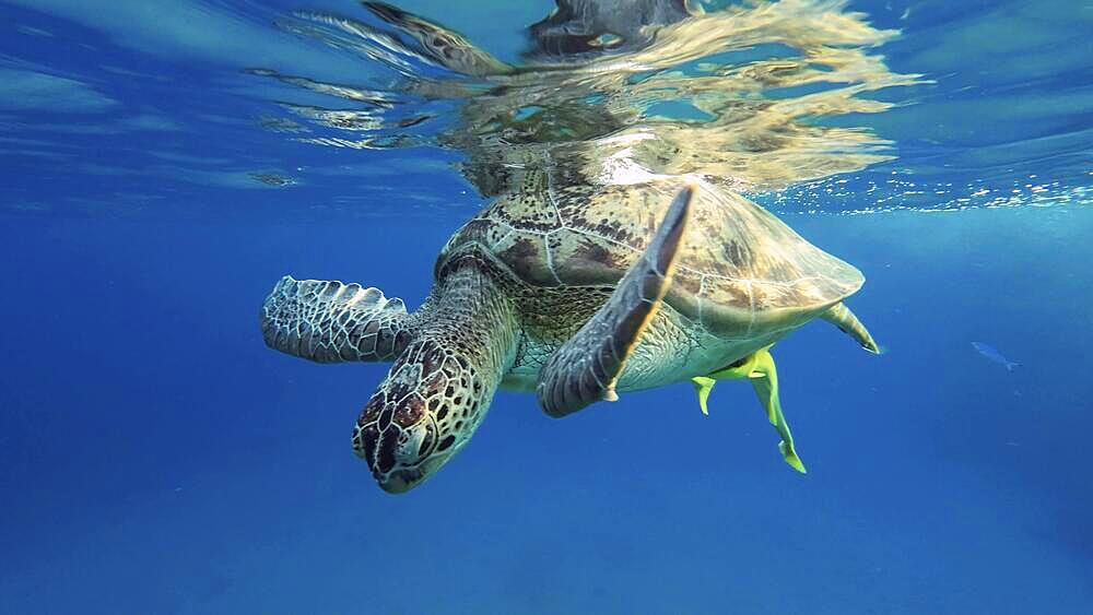 Great Green Sea Turtle (Chelonia mydas) is resting on surface of water and looks at down, Red sea, Egypt, Africa