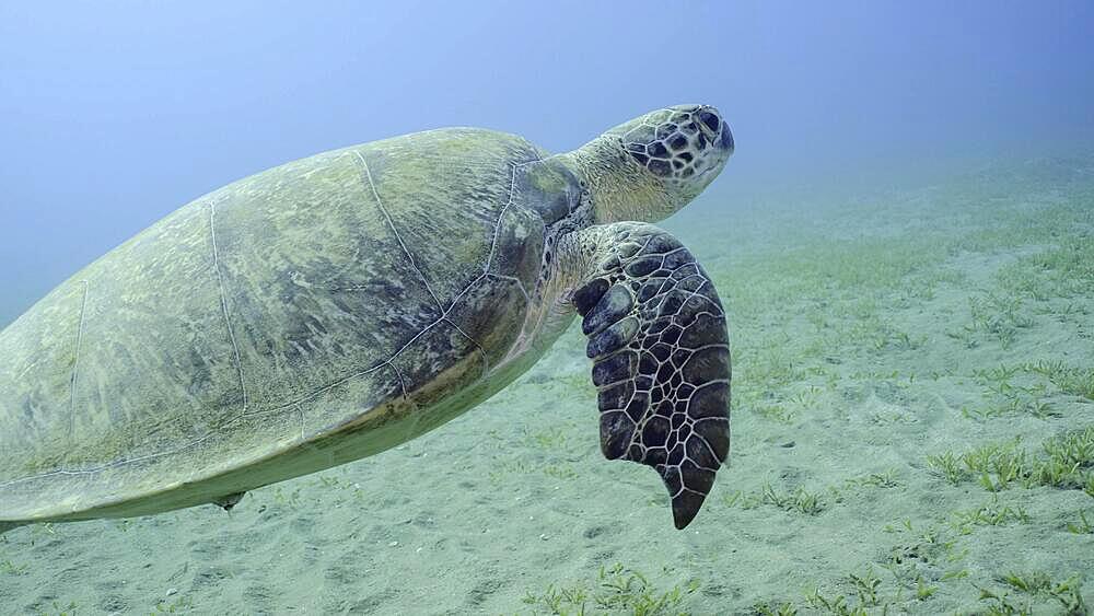 Sea Turtle with bite marks on fins swims in blue water. Close-up of Great Green Sea Turtle (Chelonia mydas) with its front flippers bitten off by a shark swimming slowly over seabed, Red sea, Egypt, Africa