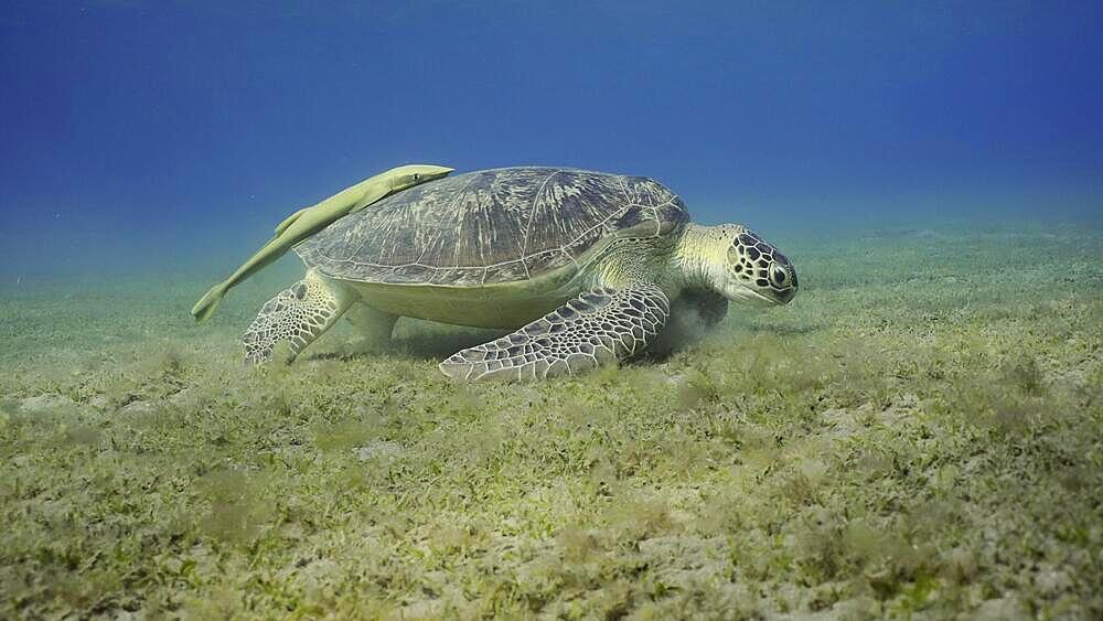 Wide-angle shot of Sea turtle grazing on the seaseabed, slow motion. Great Green Sea Turtle (Chelonia mydas) eating green algae on seagrass meadow, Red sea, Egypt, Africa