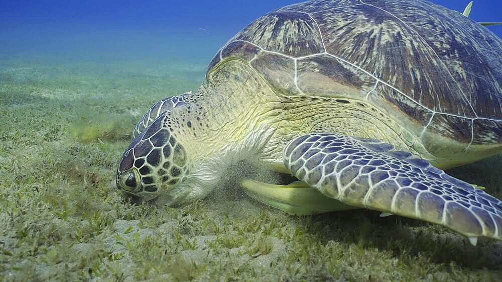 Portrait of Sea turtle grazing on the seaseabed, slow motion. Great Green Sea Turtle (Chelonia mydas) eating green algae on seagrass meadow, Red sea, Egypt, Africa