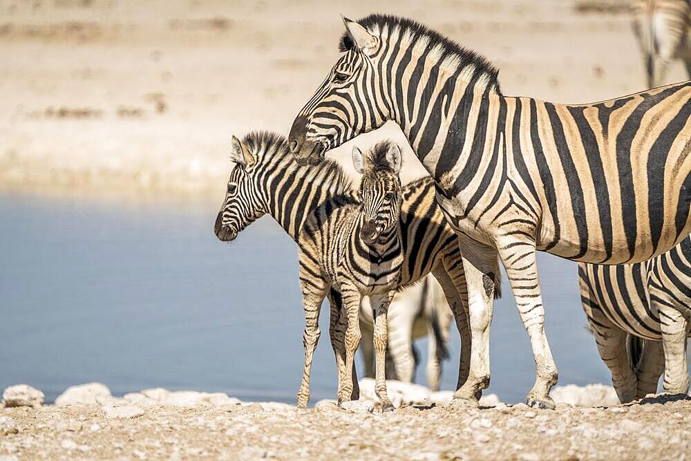 2 young zebra foals with and adult zebra (Equus quagga burchellii) standing beside the water of a waterhole. Etosha National Park, Namibia in Africa