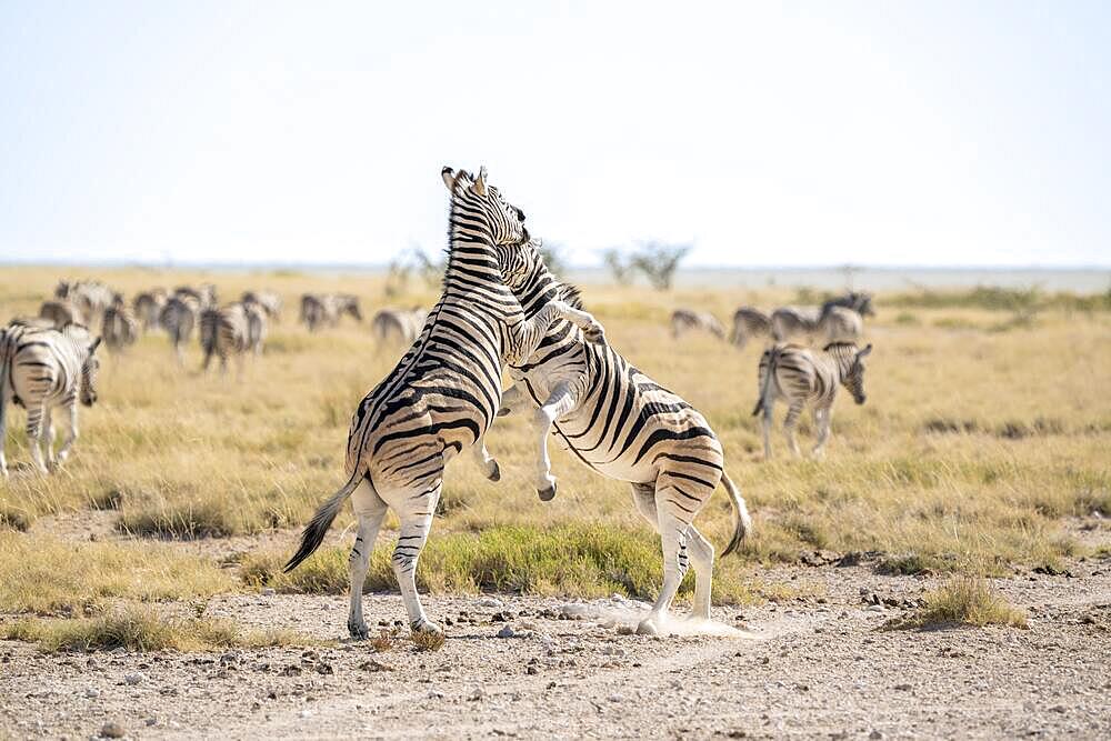 2 zebras (Equus quagga burchellii) fighting in the African desert grassland. Behind the 2 animals are the zebra herd. Etosha National Park, Namibia in Africa