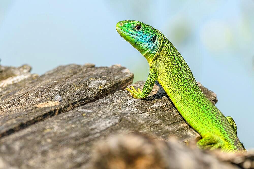 Western green lizard (Lacerta bilineata) male basking in the sun in the brush. Bas-Rhin, Collectivite europeenne d'Alsace, Grand Est, France, Europe