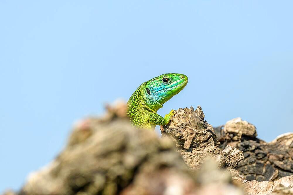 Western green lizard (Lacerta bilineata) male basking in the sun in the brush. Bas-Rhin, Collectivite europeenne d'Alsace, Grand Est, France, Europe