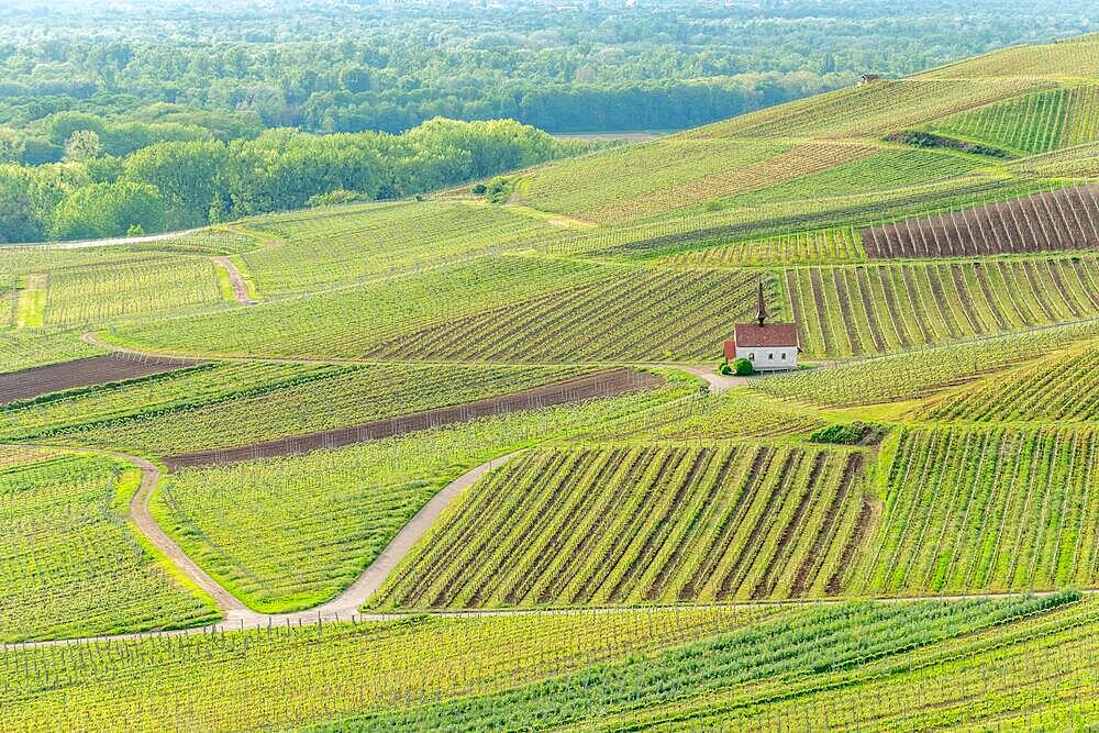 Eichert Chapel in the vineyard in spring. Sasbach am Kaiserstuhl, Emmendingen Baden-Wuerttemberg, Germany, Europe