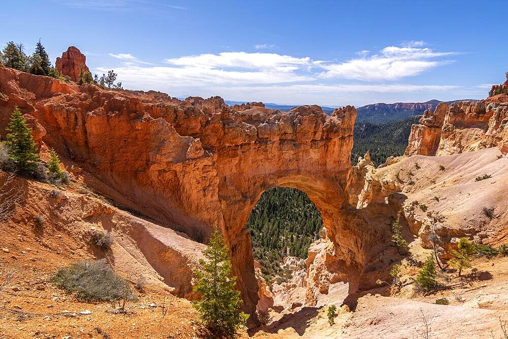 Rock arch at Natural Bridge viewpoint, Bryce Canyon National Park, Utah, USA, North America