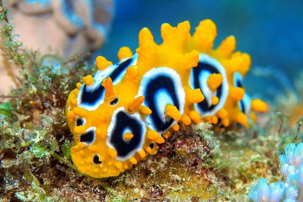 Nudibranch Eye-spotted warty snail (Phyllidia ocellata) crawls through coral reef in search of food, Indian Ocean, Mascarene Islands, Mauritius, Africa