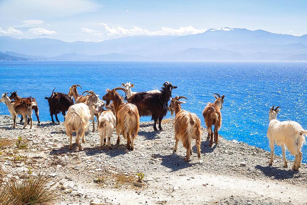 Corsican goats at Cap Corse, Haute-Corse, Corsica, France, Europe