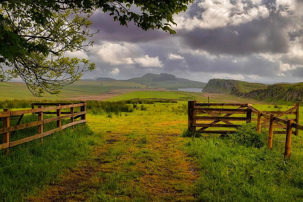 Sycamore Gap, Hadrian's Wall, UNESCO World Heritage Site, Henshaw, Hexham, Northumberland, England, United Kingdom, Europe