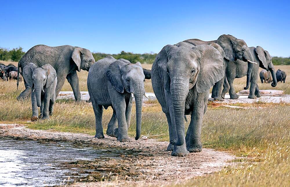 Elephants (Loxodonta africana) at a waterhole, Etosha National Park, Namibia, Africa