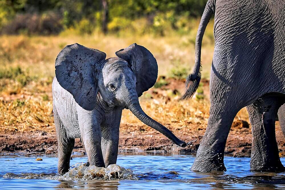 Young elephant (Loxodonta africana), Etosha National Park, Namibia, Africa