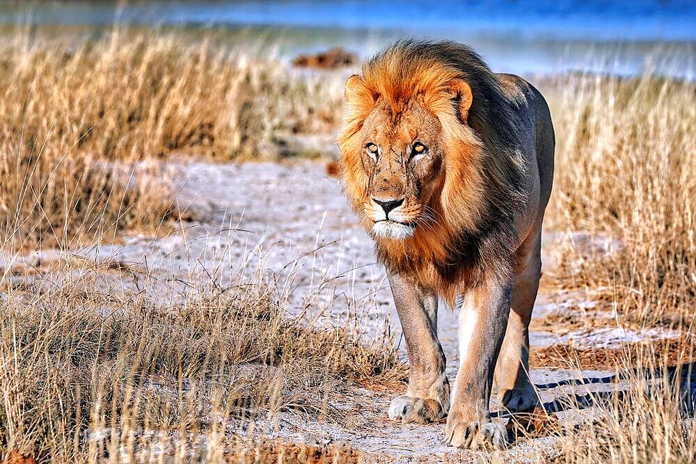 Lion in the morning light, Etosha National Park, Namibia, Africa