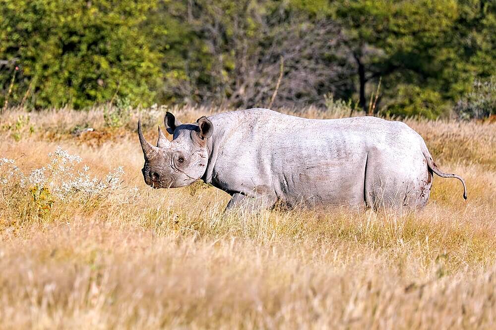 Black rhinoceros (Diceros bicornis), Etosha, Namibia, black rhinoceros, Africa