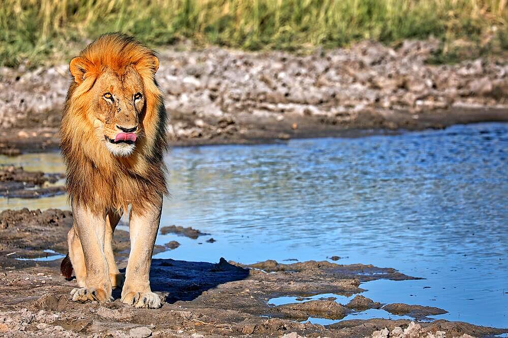 Lion in the morning light, Etosha National Park, Namibia, Africa