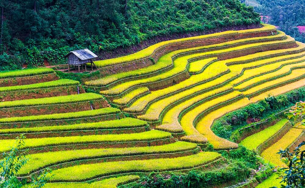 Landscape view of rice fields in Mu Cang Chai District, Yen Bai Province, North Vietnam