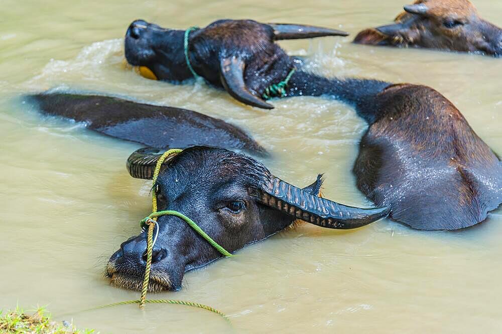 Asian water buffalos chilling in the lake in Ninh Binh, Vietnam, Asia