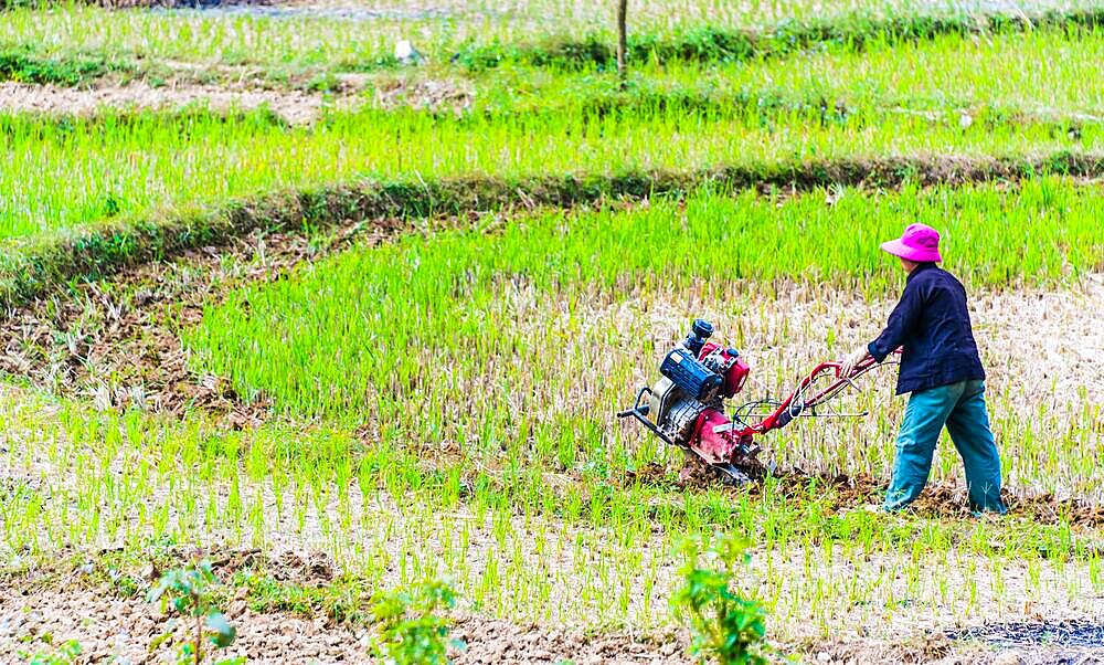 Self-sufficient labor-intensive farming in Ha Giang province, Vietnam.Traditional sustainable agriculture