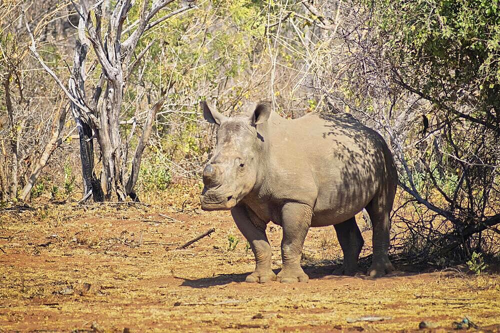 Rhino standing under a tree in the south african savannah in the hot sun