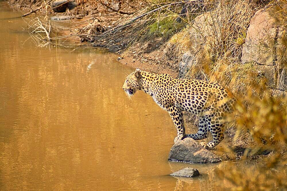 Leopard fishing in a small waterhole in the dry Africa nature in the summertime