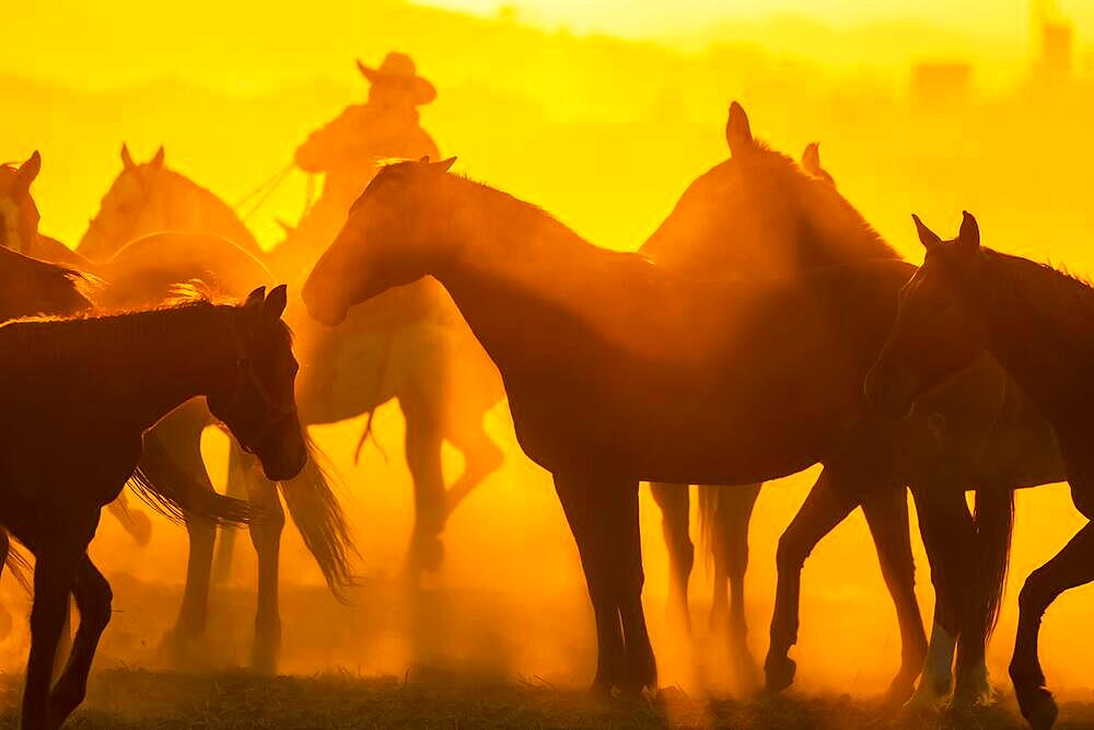 A herd of horses running through a field on a Mexican Ranch at sunrise