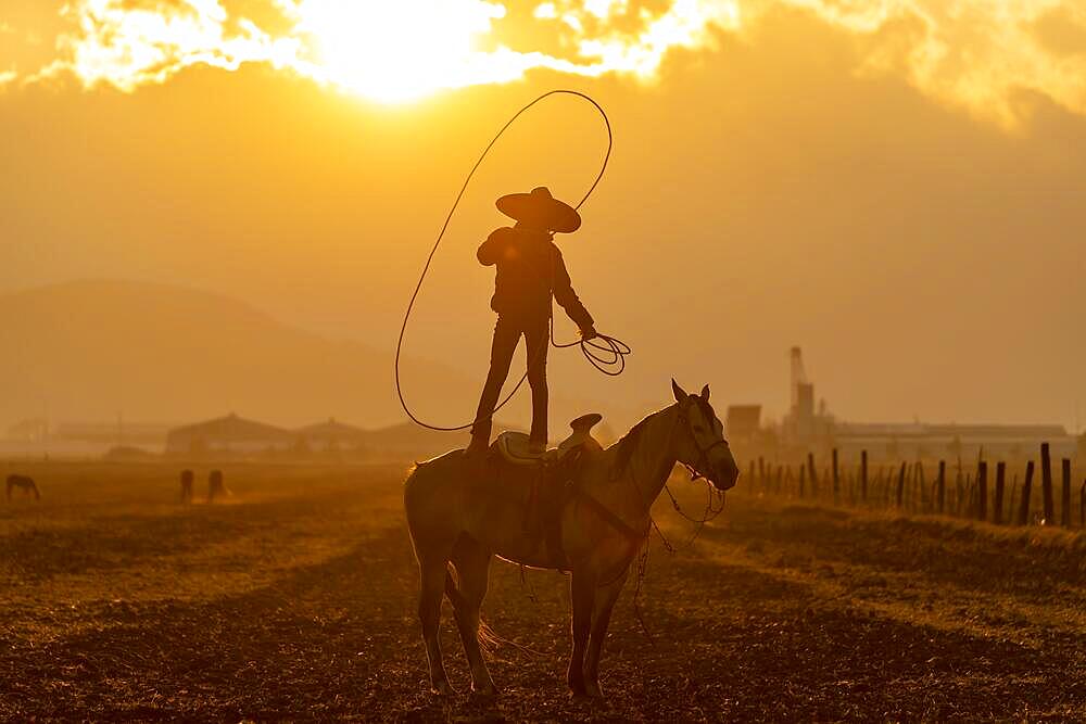 A young Mexican Charro rounds up a herd of horses running through a field on a Mexican Ranch at sunrise