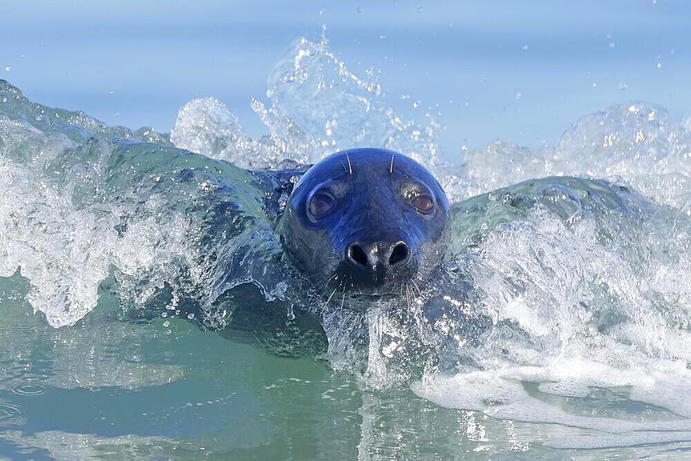 Grey (Halichoerus grypus) seal surfing a wave on the beach, Helgoland, Schleswig-Holstein, Germany, Europe