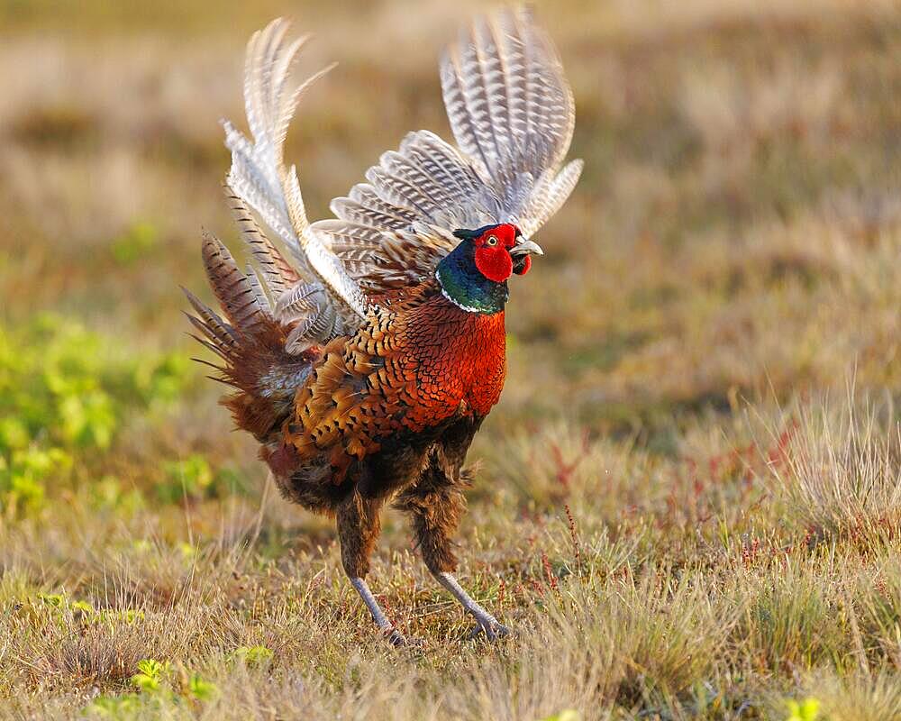 Pheasant (Phasianus colchicus), Island of Texel, Netherlands