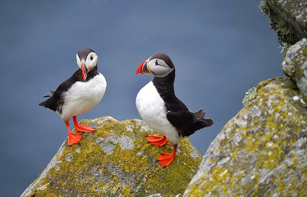 Puffin (Fratercula arctica), Puffin breeding on Runde Island, Heroy, Norway, Europe