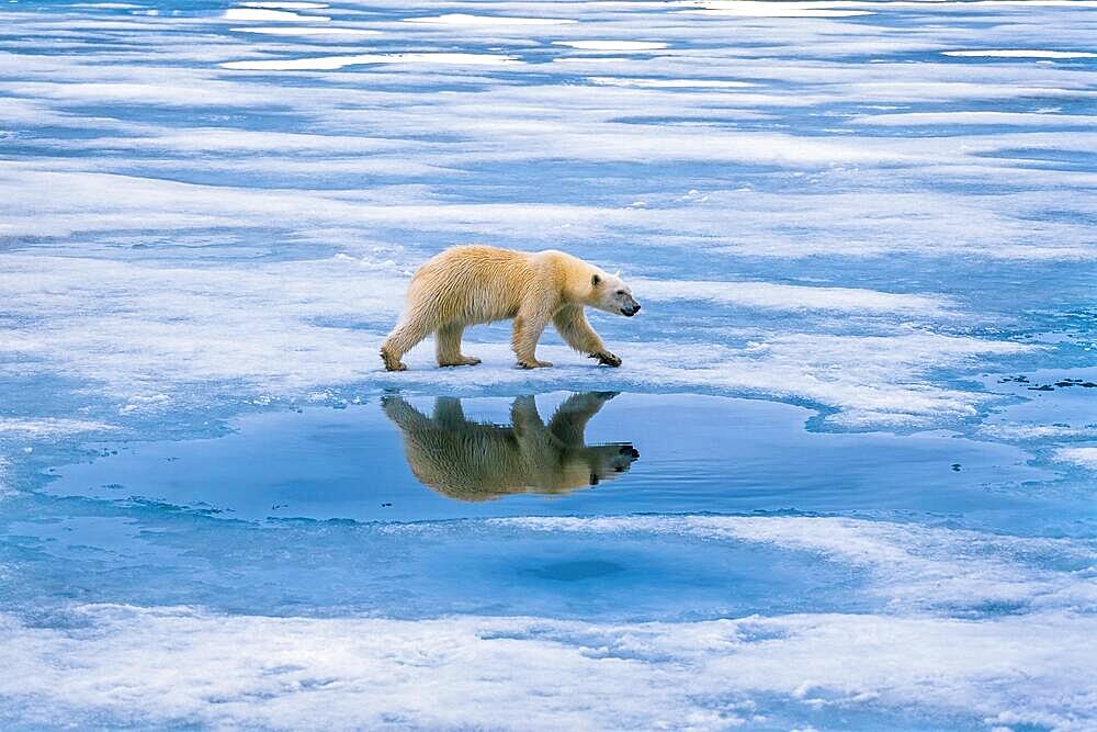 Polar bear (Ursus maritimus) walking on the ice with reflections in the water at Arctic, Svalbard, Spitsbergen, Norway, Europe