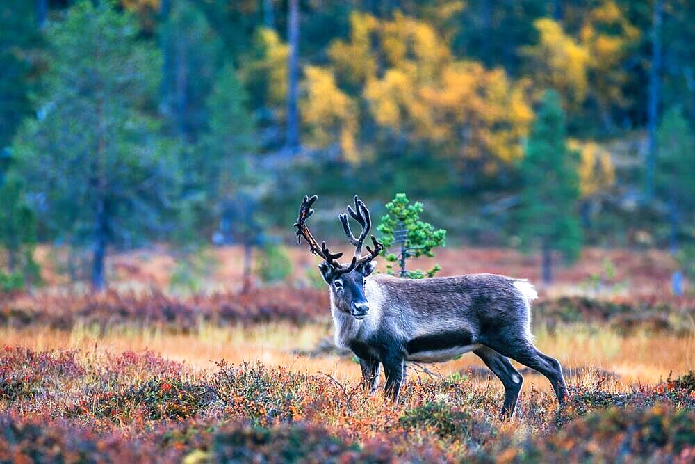 Reindeer bull in the forest with autumn colors in Lapland, Sweden, Europe