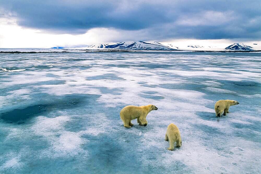 Polar bears on the ice in an arctic landscape, Spitsbergen, Svalbard, Norway, Europe